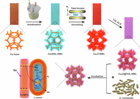 Inorganic-bacterial biohybrids for efficient solar-driven nitrogen fixation | Plant-Microbe Symbiosis | Scoop.it