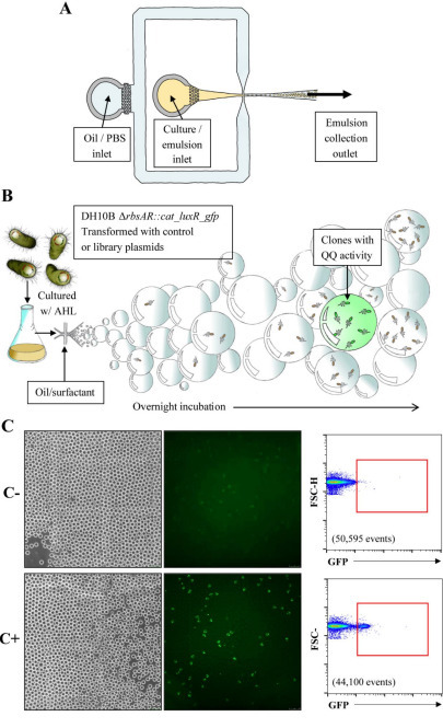 Microfluidics based exploration for quorum quenching genes in Antarctic microbiomes | brvt | RMH | Scoop.it