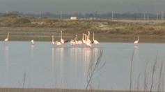 Camargue : les flamants roses devront-ils aller nicher ailleurs ? | Camargue Nature | Scoop.it