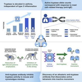 An Allosteric Anti-tryptase Antibody for the Treatment of Mast -Mediated Severe Asthma | Allergy (and clinical immunology) | Scoop.it