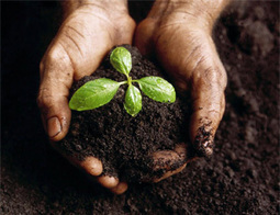 Planting the Seed: A Guide to Opportunities in Vietnamese Agriculture  | ASIES | Scoop.it