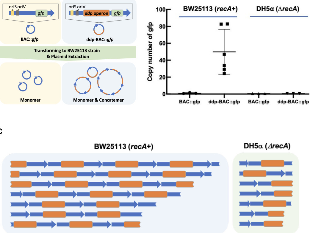 Evolution engineering of methylotrophic E. coli...