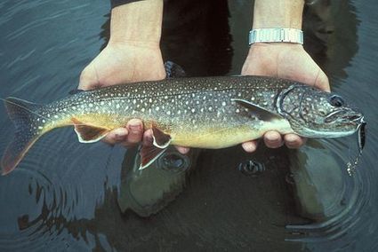 Harmaanieriä | Wikiwand | 1Uutiset - Lukemisen tähden | Scoop.it
