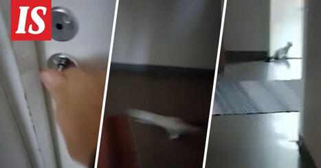 Kärppä livahti Tuomon vieraaksi | 1Uutiset - Lukemisen tähden | Scoop.it