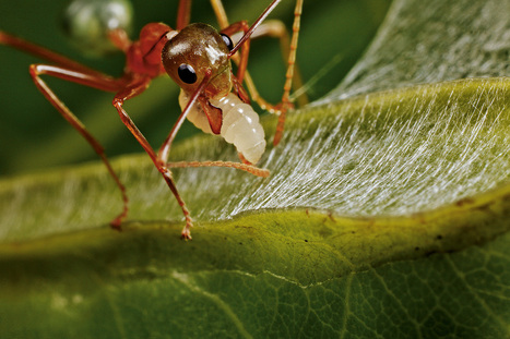 Le microcosme des fourmis : Enqu&ecirc;te dans une soci&eacute;t&eacute; presque parfaite | Insect Archive | Scoop.it
