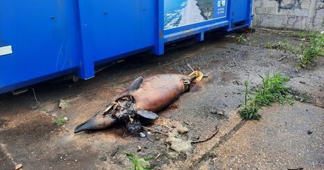 Un cadavre de dauphin &eacute;chou&eacute; depuis plusieurs jours sur la plage de la digue &agrave; Tarnos - ICI | Landes - Conseils municipaux & communautaires | Scoop.it