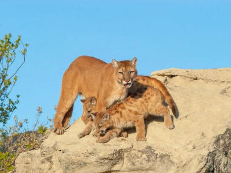 3 Mountain Lions Spotted In Westlake Village | Coastal Restoration | Scoop.it