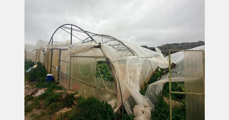 MALTA: Storm Harry causes widespread damage to farms, raising concerns over strawberry season | CIHEAM Press Review | Scoop.it