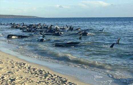 Australie : Plus d’une centaine de dauphins-pilotes s’échouent sur une plage au sud du pays | Biodiversité - @ZEHUB on Twitter | Scoop.it