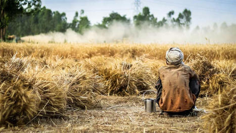 Farmers worldwide can help save beleaguered insects | CIHEAM Press Review | Scoop.it