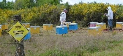 Un laboratoire va développer ses produits apicoles en créant une miellerie collective | Variétés entomologiques | Scoop.it