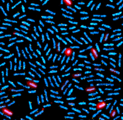How virulence genes reorganize the Salmonella genome | I2BC Paris-Saclay | Scoop.it