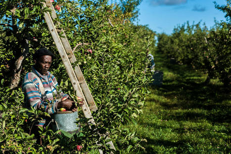 The Jamaican Apple Pickers of Upstate New York - The New York Times | SoRo class | Scoop.it