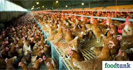 European Commission Commits to Phasing Out Caged Farming  | CIHEAM Press Review | Scoop.it