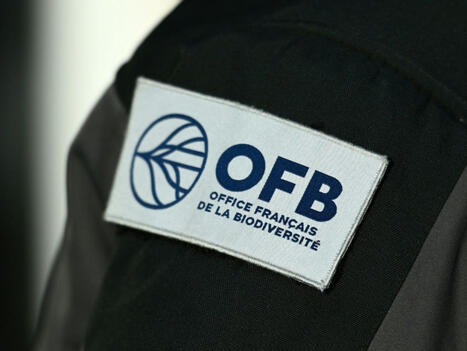 La fourmi &eacute;lectrique, co&ucirc;teuse &agrave; &eacute;radiquer, menace de prolif&eacute;rer en France&nbsp;- Sciences et Avenir | Biodiversit&eacute; | Scoop.it