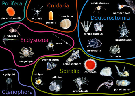 Brusca and brusca invertebrates pdf file