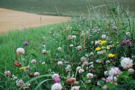 Métiers de la biodiversité : les débouchés ne sont pas dans la nature | Biodiversité | Scoop.it