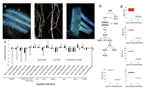Original Paper in Plant Genome &bull; Belzile & Torkamaneh Labs 2026 &bull; CRISPR-induced knockouts reveal a dual role for the soybean NFR5&alpha; gene in symbiotic nitrogen fixation and root hair development | Originals | Scoop.it