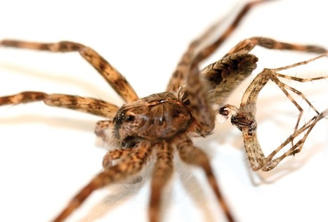 [Vidéo] Why Male Dark Fishing Spiders Spontaneously Die After Sex | Insect Archive | Scoop.it