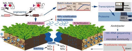 Engineering of Azotobacter chroococcum enables potential replacement of synthetic nitrogen fertilizer and mitigation of nitrogen pollutants release under medium-fertility field conditions | Plant-Microbe Symbiosis | Scoop.it