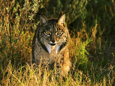 Biodiversit&eacute; : vers une extinction de masse sans pr&eacute;c&eacute;dent ? : Geo.fr | Plan&egrave;te, Nature et Biodiversit&eacute; | Scoop.it