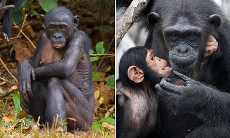 Humans' close relatives, chimps and bonobos, were kissing cousins | Genetics - GEG Tech top picks | Scoop.it