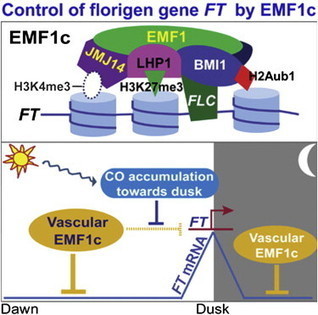 Photoperiodic Control of the Floral Transition through a Distinct Polycomb Repressive Complex | Plant and Seed Biology | Scoop.it