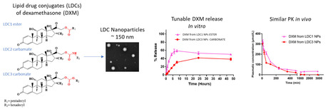 Modulation de la libération et de la pharmacocinétique de dexaméthasone à partir de prodrogues lipidiques nanoformulées | Life Sciences Université Paris-Saclay | Scoop.it