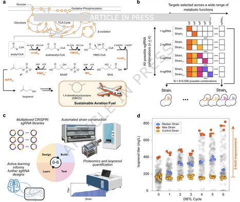 Automation and machine learning drive rapid optimization of isoprenol production in Pseudomonas putida | Ncm | RMH | Scoop.it