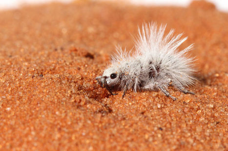 Des scientifiques discutent de l'évolution de la coloration blanche des "fourmis velours" | EntomoNews | Scoop.it