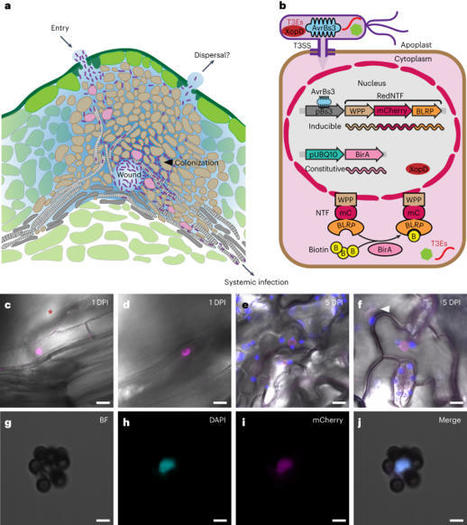 The eINTACT method for studying nuclear changes in host plant cells targeted by bacterial effectors in native infection contexts - Nature Protocols | TAL effector science | Scoop.it