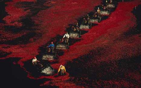 EU prepares sweeping tariffs on hundreds of US imports from cranberries to motorboats | International Economics: IB Economics | Scoop.it