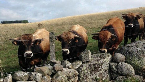 Onze bovins morts de la fièvre charbonneuse dans un élevage du Cantal | Actualités de l'élevage | Scoop.it