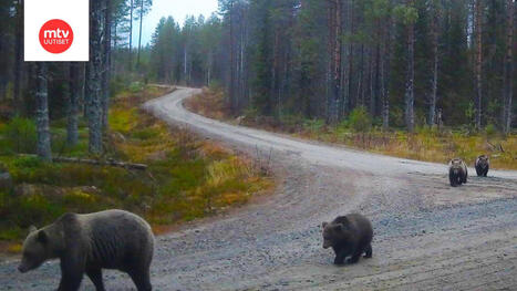 Rajavalvontakamera kuvasi karhuperheen Lieksassa | MTV Uutiset | 1Uutiset - Lukemisen tähden | Scoop.it