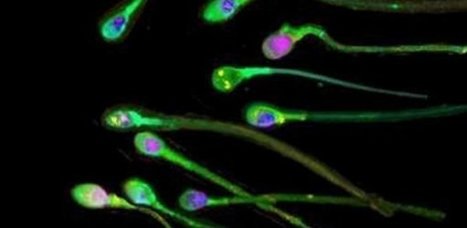 Arr&ecirc;t&eacute; &agrave; la fronti&egrave;re pour trafic de sperme | Bio&eacute;thique & Procr&eacute;ation | Scoop.it