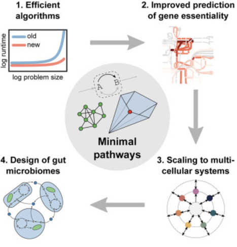 Scalable enumeration and sampling of minimal metabolic pathways for organisms and communities | csys | RMH | Scoop.it