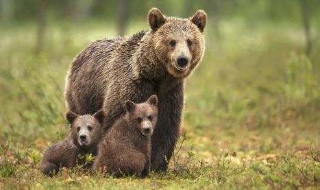 Tallinnan keskustan tuntumassa liikkuu karhuja | 1Uutiset - Lukemisen t&auml;hden | Scoop.it