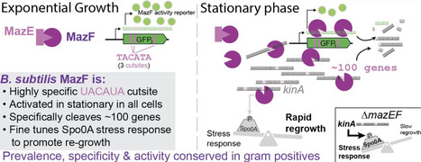Highly specific mRNA cleavage by the MazF endoribonuclease orchestrates stationary transcriptome remodeling and rapid regrowth in Gram-positive bacteria | brvm | RMH | Scoop.it