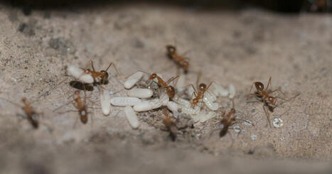 Environnement. Dangereuses pour l'Homme et la biodiversit&eacute;&nbsp;: que sont les&nbsp;fourmis &eacute;lectriques, d&eacute;tect&eacute;es dans le Var&nbsp;? | Biodiversit&eacute; - @ZEHUB on Twitter | Scoop.it