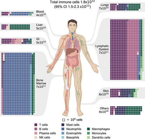 The total mass, number, and distribution of immune cells in the human body | Biomimicry 3.8 | Scoop.it