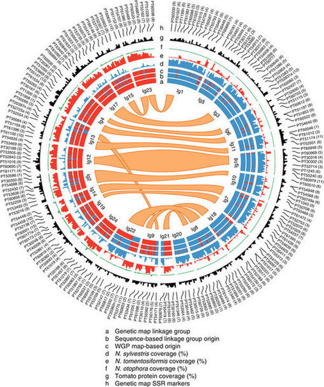 The tobacco genome sequence and its comparison with those of tomato and potato | Plant Molecular Farming | Scoop.it