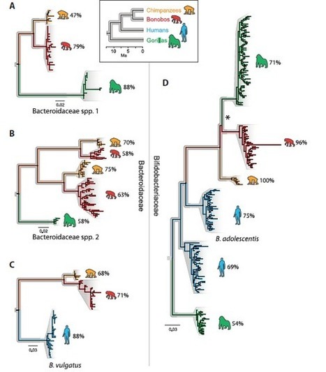 BioTechniques - How Microbes Shaped Human Evolution | RMH | Scoop.it