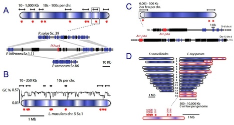 Nature Reviews Microbiol: Genome evolution in filamentous plant pathogens: why bigger can be better (2012) | Plant Pathogenomics | Scoop.it