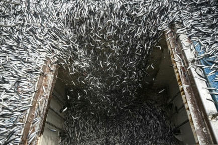 Pérou: l'industrie de la pêche dans la tourmente du réchauffement des océans | HALIEUTIQUE MER ET LITTORAL | Scoop.it