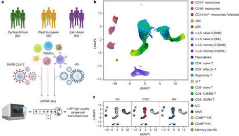 Dissecting human population variation in single-cell responses to SARS-CoV-2 | Veille Coronavirus - Covid-19 | Scoop.it