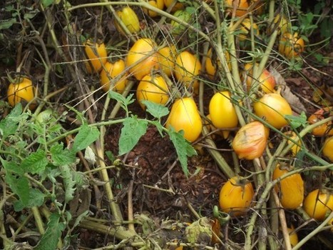 Tomates sans arrosage ni pesticide : cette méthode fascine les biologistes  | Think outside the Box | Scoop.it