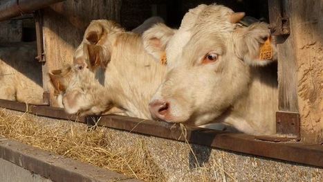 Fourrage dans la ration des g&eacute;nisses et jeunes bovins pour plus d'autonomie | Actualit&eacute;s de l'&eacute;levage | Scoop.it