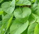 Tinospora cordifolia (Guduchi) benefits & side effects | guduchi2 | Scoop.it