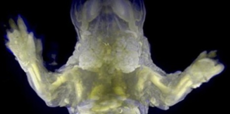 Whole-Body Imaging with Single-Cell Resolution by Tissue Decolorization - Cell | Bioscience News - GEG Tech top picks | Scoop.it