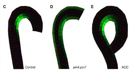 A Model of Differential Growth-Guided Apical Hook Formation in Plants | The Plant Cell | Scoop.it